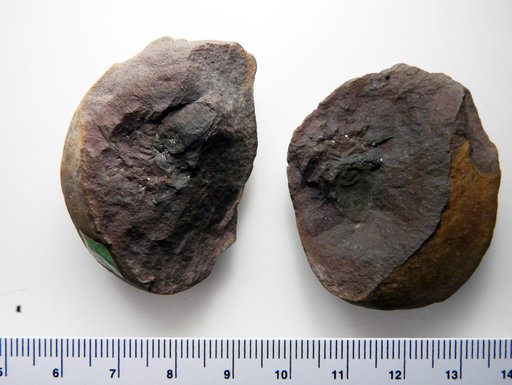 Graeophonus carbonarius Scudder