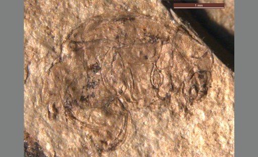 Oligobruchus florissantensis (Wickham)
