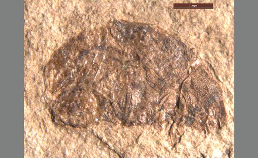 Oligobruchus florissantensis (Wickham)