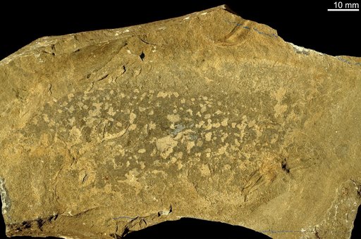 Anomalocaris canadensis Whiteaves, 1892