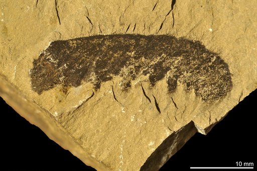 Anomalocaris canadensis Whiteaves, 1892