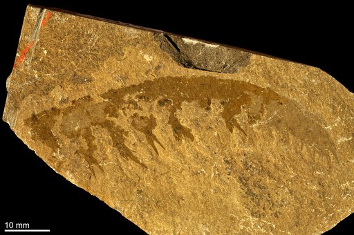 Anomalocaris canadensis Whiteaves, 1892