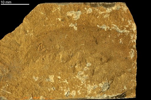 Anomalocaris canadensis Whiteaves, 1892