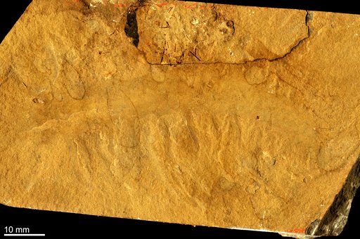 Anomalocaris canadensis Whiteaves, 1892