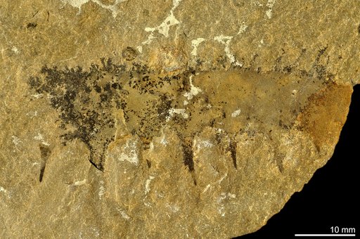 Anomalocaris canadensis Whiteaves, 1892