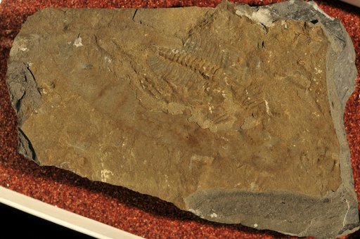 Anomalocaris canadensis Whiteaves, 1892