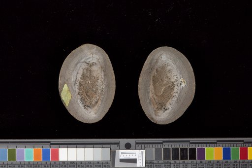 Ceratiocaris (Colpocaris) bradleyi Meek