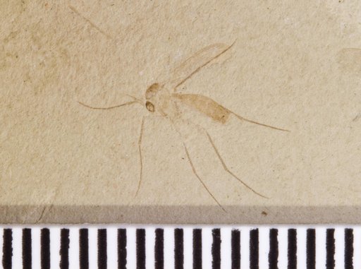 Chironomidae sp indet.