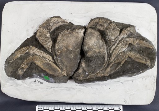 Avitelmessus grapsoideus Rathbun