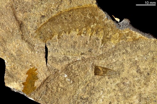 Anomalocaris canadensis Whiteaves, 1892