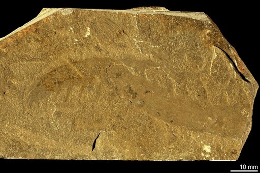 Anomalocaris canadensis Whiteaves, 1892