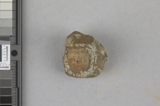 Tetracarcinus subquadratus Weller, 1905