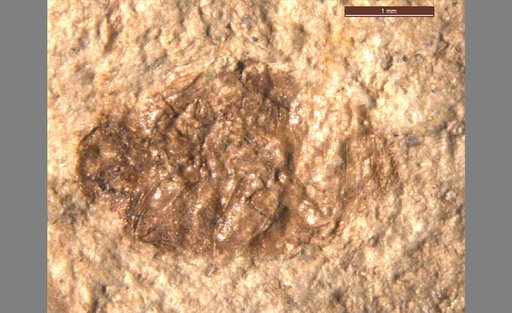 Oligobruchus scudderi (Wickham)