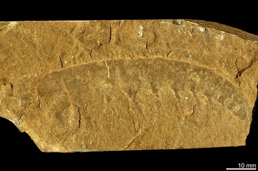 Anomalocaris canadensis Whiteaves, 1892