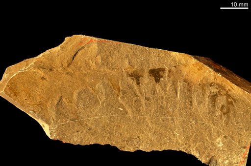 Anomalocaris canadensis Whiteaves, 1892