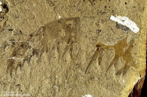 Anomalocaris canadensis Whiteaves, 1892