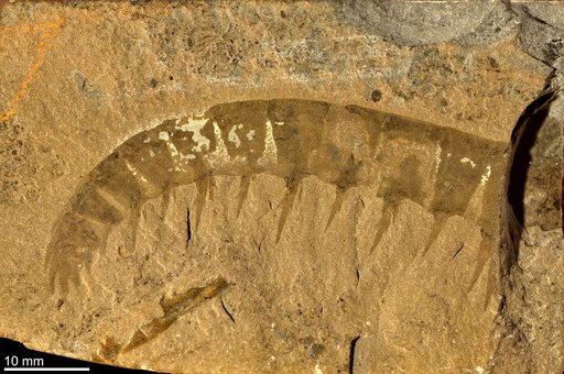 Anomalocaris canadensis Whiteaves, 1892