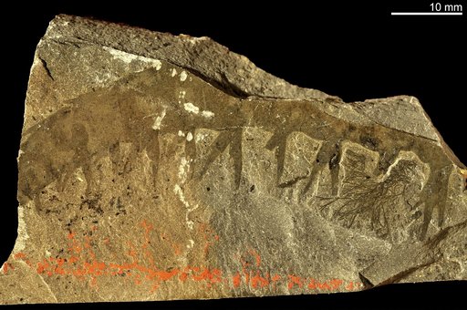 Anomalocaris canadensis Whiteaves, 1892