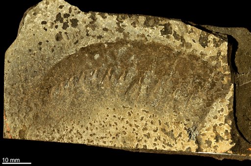 Anomalocaris canadensis Whiteaves, 1892