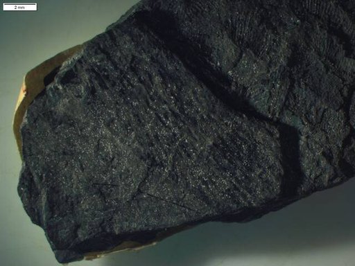 Etoblattina defossa Scudder