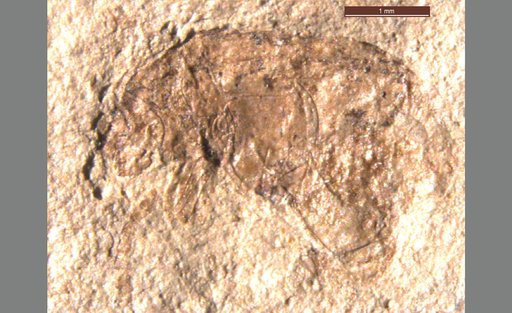 Oligobruchus haywardi (Wickham)