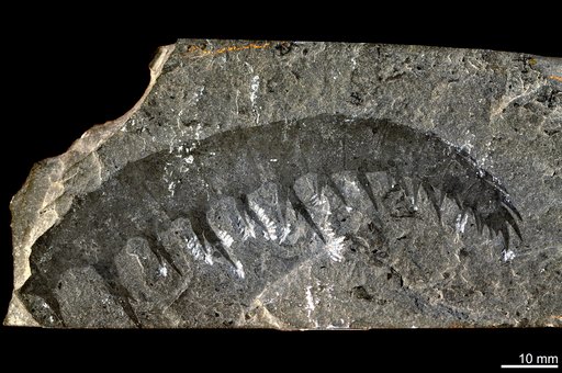 Anomalocaris canadensis Whiteaves, 1892