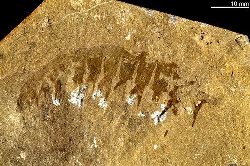 Anomalocaris canadensis Whiteaves, 1892