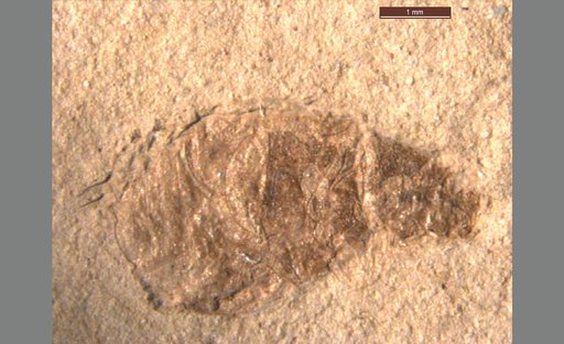 Oligobruchus haywardi (Wickham)