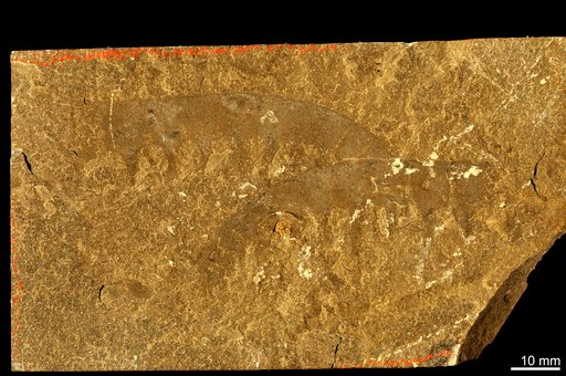 Anomalocaris canadensis Whiteaves, 1892