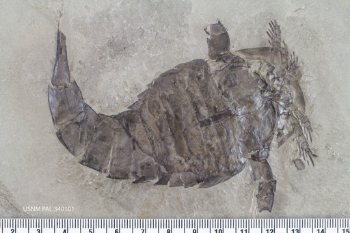 Eurypterus lacustris var. robustus Hall
