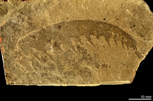 Anomalocaris canadensis Whiteaves, 1892