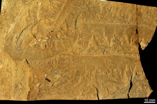Anomalocaris canadensis Whiteaves, 1892