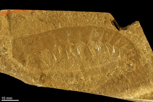 Anomalocaris canadensis Whiteaves, 1892