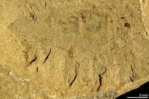 Anomalocaris canadensis Whiteaves, 1892
