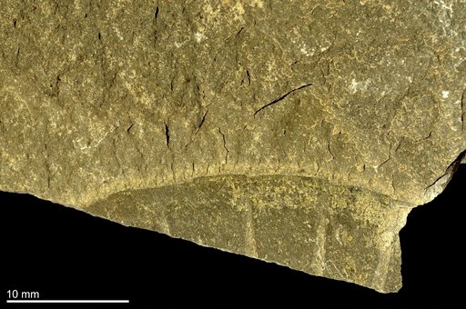 Anomalocaris canadensis Whiteaves, 1892