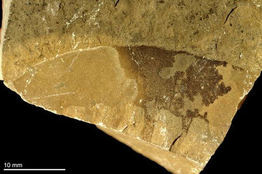 Anomalocaris canadensis Whiteaves, 1892