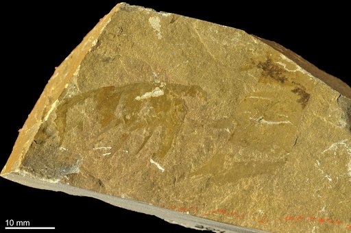 Anomalocaris canadensis Whiteaves, 1892