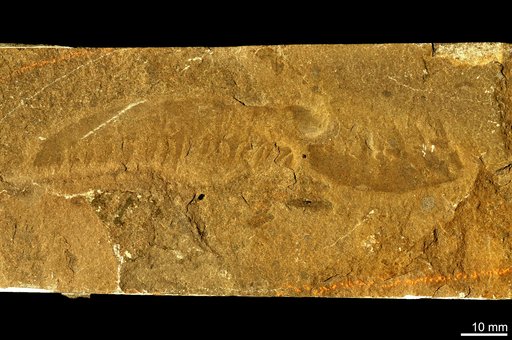 Anomalocaris canadensis Whiteaves, 1892