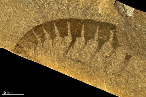Anomalocaris canadensis Whiteaves, 1892