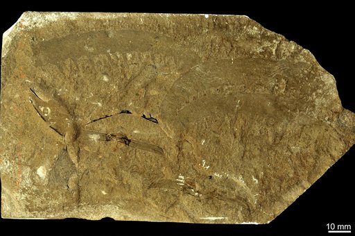 Anomalocaris canadensis Whiteaves, 1892