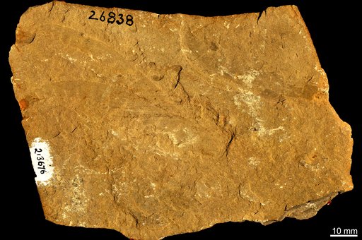 Anomalocaris canadensis Whiteaves, 1892