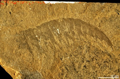 Anomalocaris canadensis Whiteaves, 1892