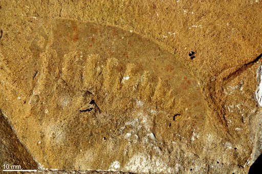 Anomalocaris canadensis Whiteaves, 1892