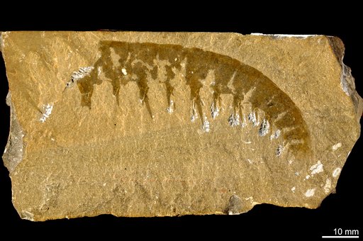Anomalocaris canadensis Whiteaves, 1892