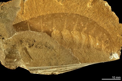 Anomalocaris canadensis Whiteaves, 1892