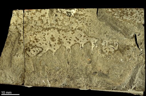 Anomalocaris canadensis Whiteaves, 1892