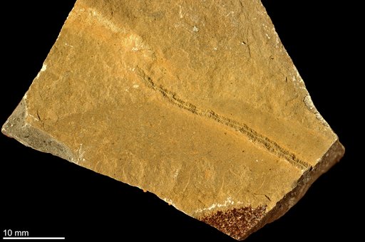 Anomalocaris canadensis Whiteaves, 1892