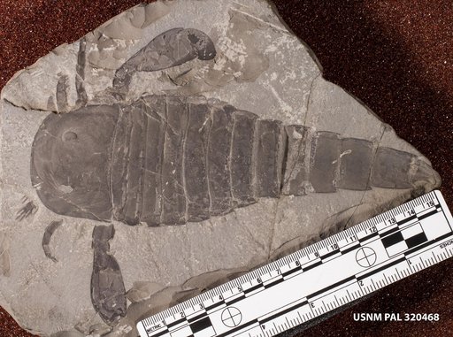 Eurypterus lacustris Harlan, 1834