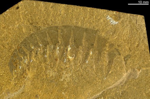 Anomalocaris canadensis Whiteaves, 1892