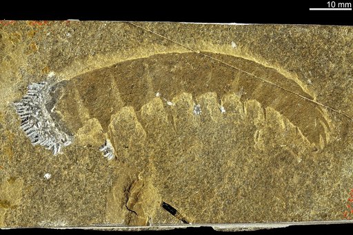 Anomalocaris canadensis Whiteaves, 1892
